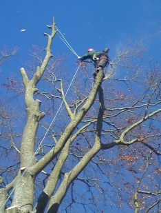 Townscape Tree surgery works 